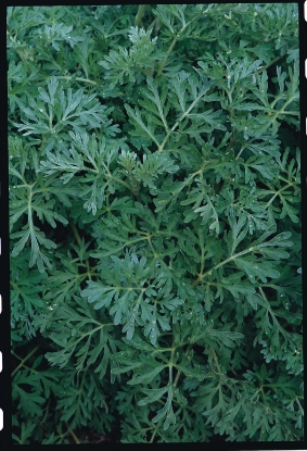 Picture of Wormwood